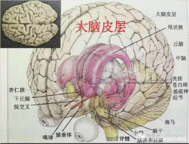 中國腦健康日關(guān)注“頭”等大事，中國腦科技的未來是什么？