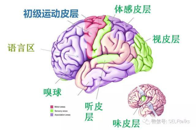 中國腦健康日關(guān)注“頭”等大事，中國腦科技的未來是什么？